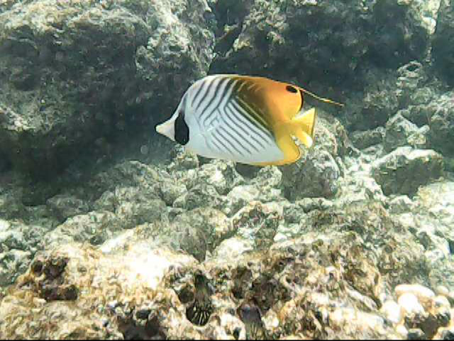 Day13 snorkeling-